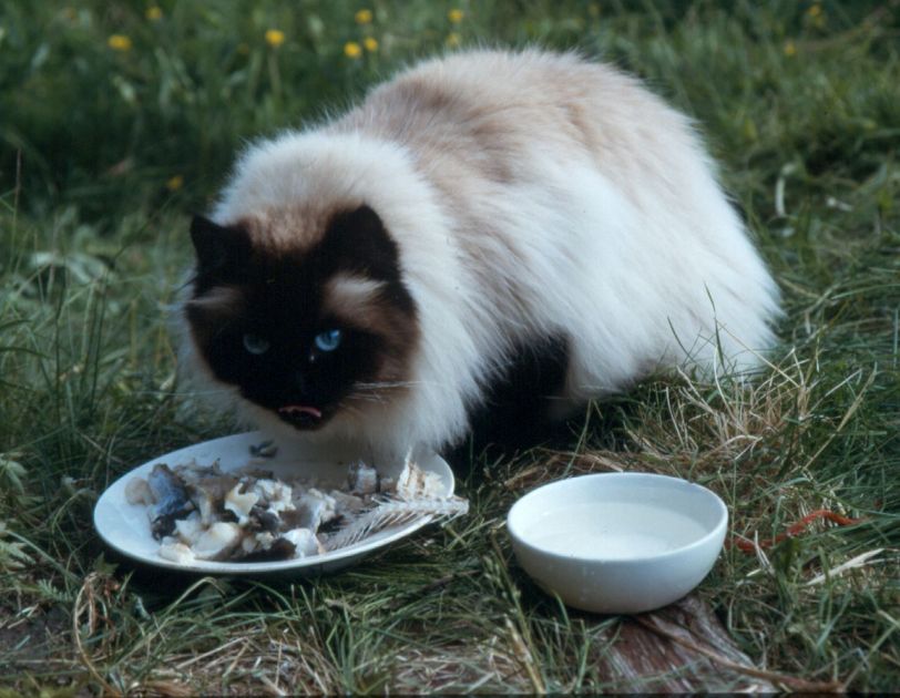 Katt, perser, fisk, pels