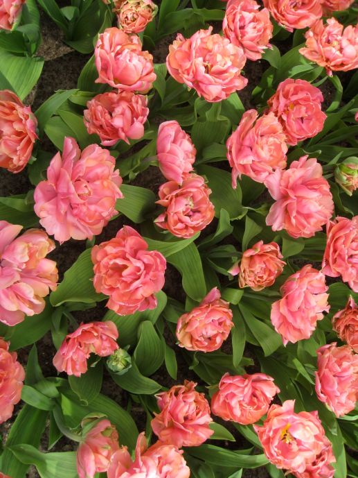 Tulipan i Amsterdam. Foto: J.K. Bless