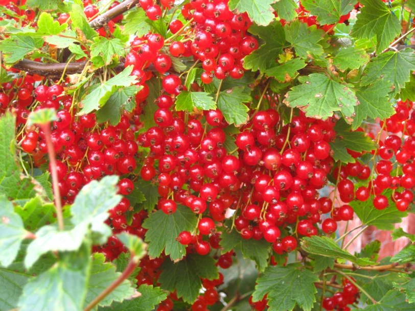 Moden rips. Foto: J.K. Bless