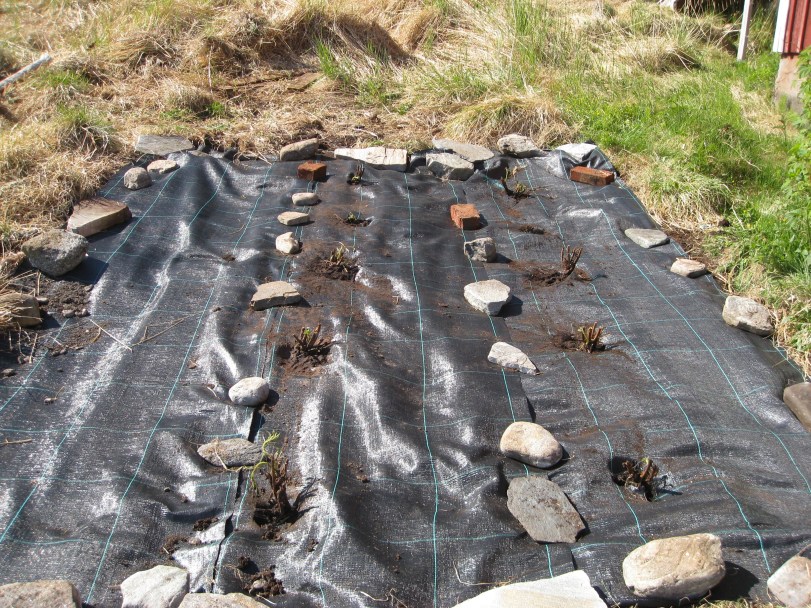 Kanksje bringebær. Foto: J.K. Bless Bringebær kanskje