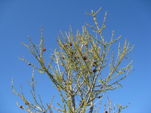 Kongler på lerketreet