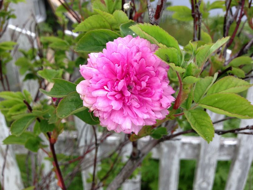 En rose dukket plutselig opp