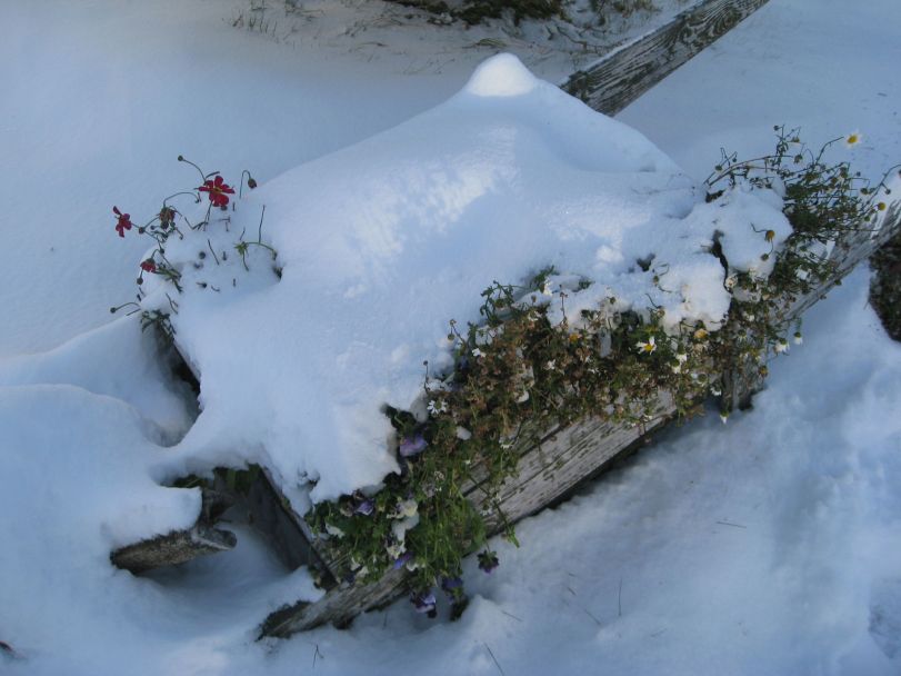 Trillebår i oktober