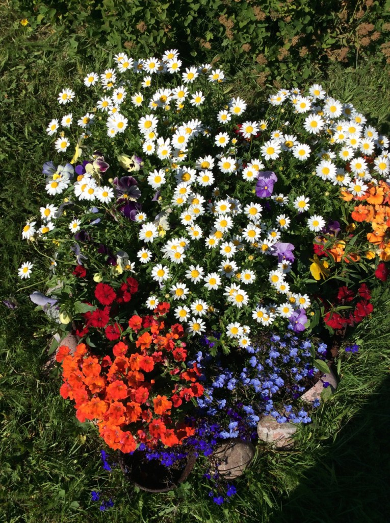 Blomstrer i gammel gryte