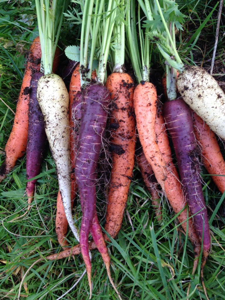 Gulrot i fine farger